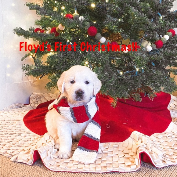 MEET YOUR POSHER👑🌸 - Picture 3 of 8